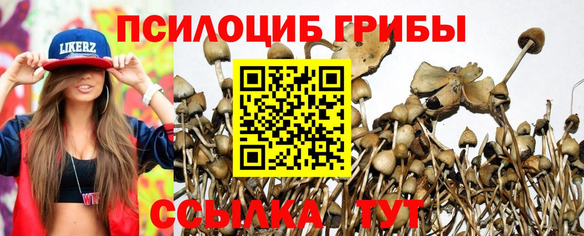 Нововоронеж  Галлюциногенные грибы Psilocybe  Вход с VPN 
